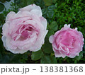 PinkRoses 138381368