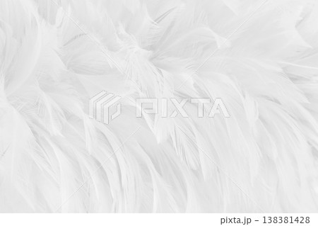 Beautiful white grey bird feathers pattern texture background. 138381428