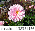 薄ピンクのダリア 138381456