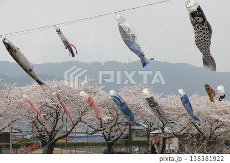 岐阜県垂井町の鯉のぼりと桜 138381922