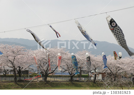 岐阜県垂井町の鯉のぼりと桜 138381923