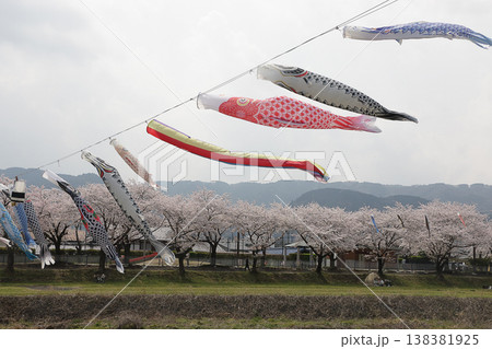 岐阜県垂井町の鯉のぼりと桜 岐阜県垂井町の鯉のぼりと桜 138381925