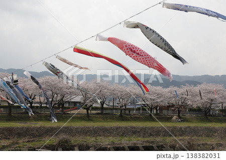 満開の桜と鯉のぼり、岐阜県垂井町 満開の桜と鯉のぼり、岐阜県垂井町 138382031