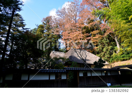 西念寺の紅葉 2025-11-16 #4 西念寺の紅葉 2025-11-16 #4 138382092