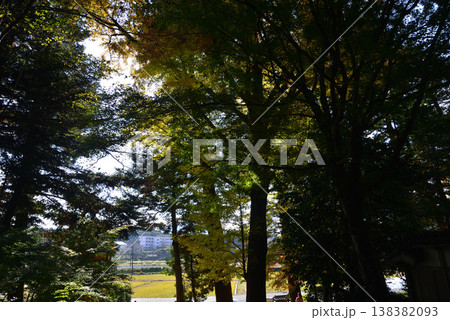 西念寺の紅葉 2025-11-16 #5 西念寺の紅葉 2025-11-16 #5 138382093