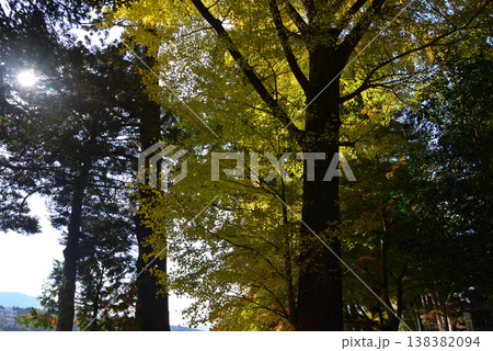 西念寺の紅葉　2025-11-16　＃6 138382094