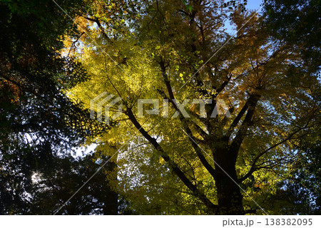 西念寺の紅葉 2025-11-16 #7 西念寺の紅葉 2025-11-16 #7 138382095