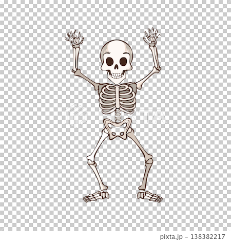 A dynamic skeleton, a cute illustration of a skeleton A dynamic skeleton, a cute illustration of a skeleton 138382217