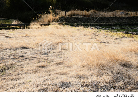 輝く草原 138382319