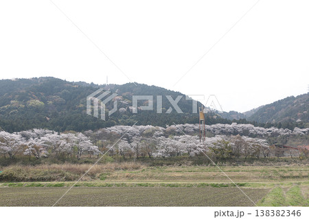 山笑う、春 138382346