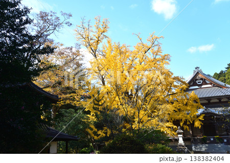 西念寺の紅葉 2025-11-16 #17 西念寺の紅葉 2025-11-16 #17 138382404