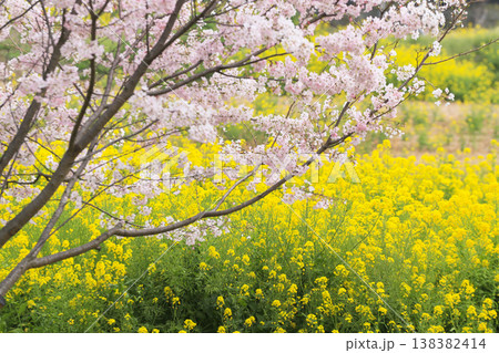 桜と菜の花畑 桜と菜の花畑 138382414