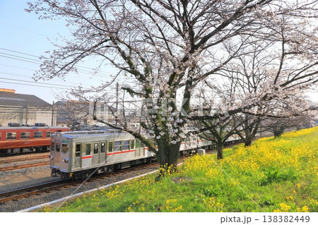 秩父鉄道「桜と菜の花咲く桜堤を走る電車」 秩父鉄道「桜と菜の花咲く桜堤を走る電車」 138382449
