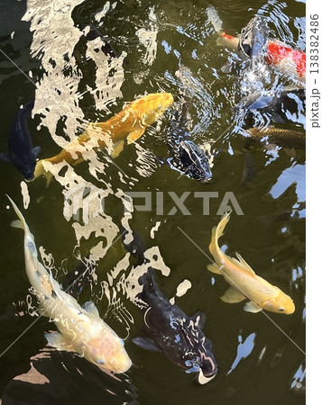 鯉 138382486
