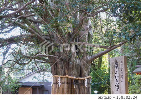 和歌山県:熊野速玉大社/樹齢1000年の梛(ナギ)の御神木【国指定天然記念物】新宮市 和歌山県:熊野速玉大社/樹齢1000年の梛(ナギ)の御神木【国指定天然記念物】新宮市 138382524