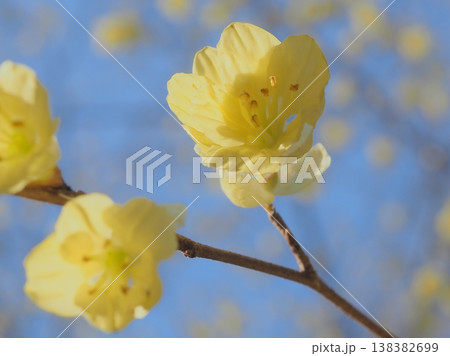 春光注ぐ、ひゅうがみずきの花（afli20260327152731） 138382699