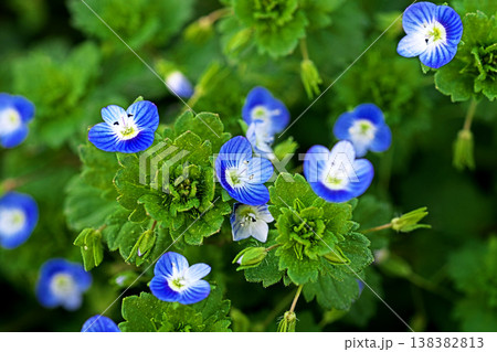 青と白のイヌノフグリの花（春、三月） 138382813
