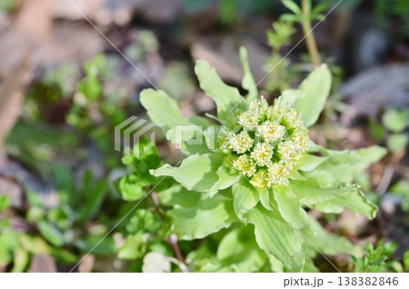 春の野原に咲く蕗の薹 春の野原に咲く蕗の薹 138382846