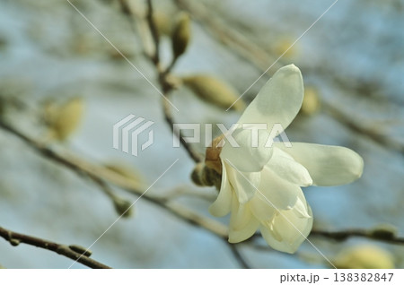 春の訪れを告げるハクモクレンの花 春の訪れを告げるハクモクレンの花 138382847
