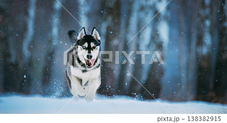 Siberian Husky Dog Funny Running Outdoor In Snowy Forest At Winter Day Siberian Husky Dog Funny Running Outdoor In Snowy Forest At Winter Day 138382915
