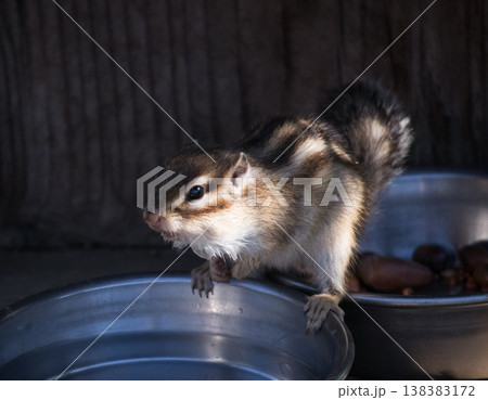 シマリス 138383172