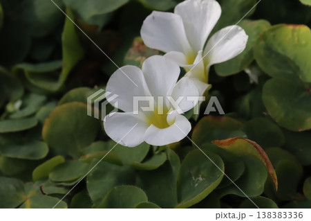 早春の庭に咲く白いフヨウカタバミの花 早春の庭に咲く白いフヨウカタバミの花 138383336