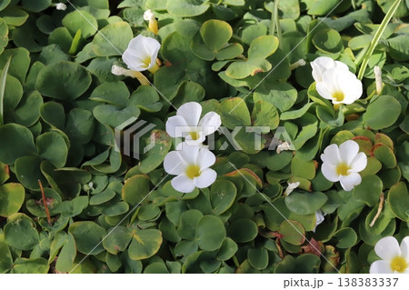 早春の庭に咲く白いフヨウカタバミの花 138383337