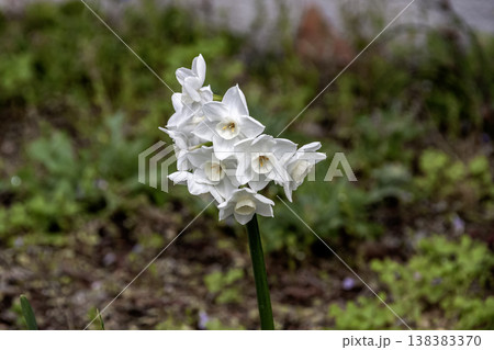 可愛い白い花が咲くフサザキスイセン【ヒガンバナ科 138383370