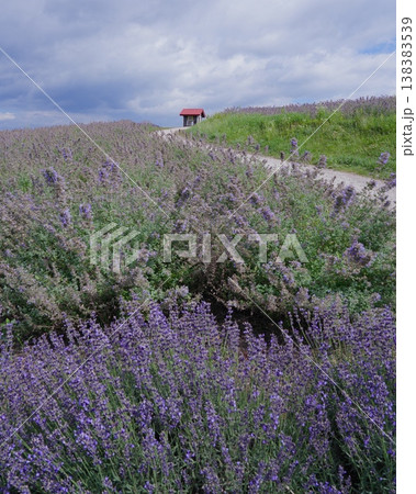 ラベンダー畑と赤い屋根の小屋の風景 ラベンダー畑と赤い屋根の小屋の風景 138383539