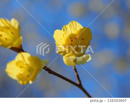 ひゅうがみずきの花（20260327152821） 138383607