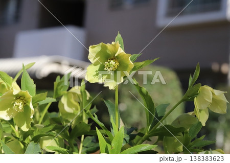 早春の庭に咲く薄い緑色のクリスマスローズの花 138383623