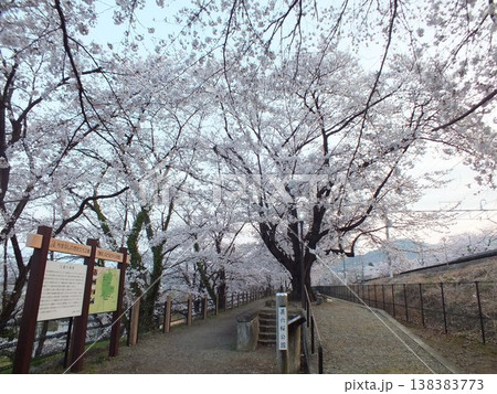 甚六桜公園(勝沼ぶどう郷駅付近) 138383773