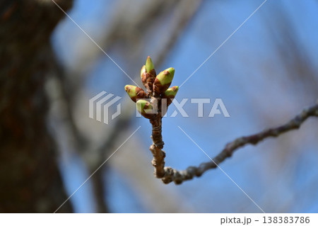 青空を背景にしたソメイヨシノの蕾(つぼみ)、開花間近の桜の枝、福島県いわき市天神岬スポーツ公園 青空を背景にしたソメイヨシノの蕾(つぼみ)、開花間近の桜の枝、福島県いわき市天神岬スポーツ公園 138383786