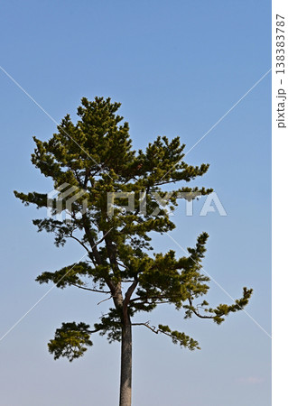 青空にそびえ立つ一本松、赤松の樹形と春の快晴、福島県いわき市天神岬スポーツ公園 138383787