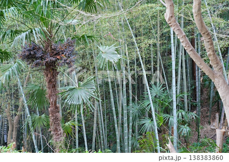 京都　八幡市　八幡竹林とシュロの混生（男山展望台付近）（初春） 138383860