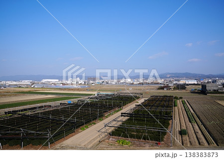 京都 久御山町 茶畑と田園風景(木津川右岸の堤防から)(初春) 京都 久御山町 茶畑と田園風景(木津川右岸の堤防から)(初春) 138383873
