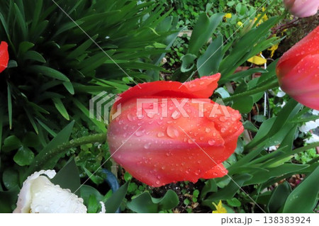 雨の花壇の花：チューリップ：球根の花：大阪府枚方市 138383924