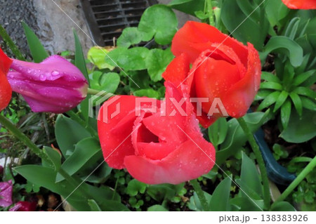雨の花壇の花：チューリップ：球根の花：大阪府枚方市 138383926