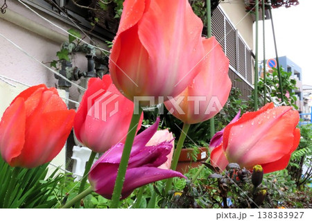雨の花壇の花：チューリップ：球根の花：大阪府枚方市 138383927