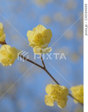 春光注ぐ、ひゅうがみずきの花(afli20260327152823) 春光注ぐ、ひゅうがみずきの花(afli20260327152823) 138384089