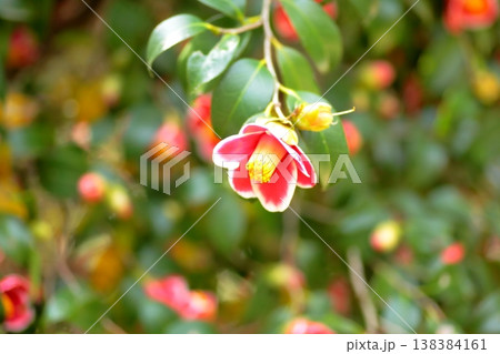 五島列島の幻の花玉之浦椿 五島列島の幻の花玉之浦椿 138384161