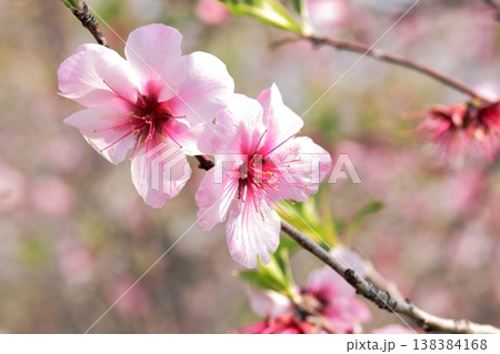 桜のように咲く大輪の花アーモンド 138384168