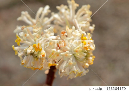 日本のお札になる花ミツマタ 138384170