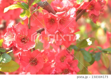 春に先駆けて咲く花ボケ 春に先駆けて咲く花ボケ 138384173