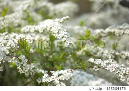 雪のような花ゆきやなぎ 138384176