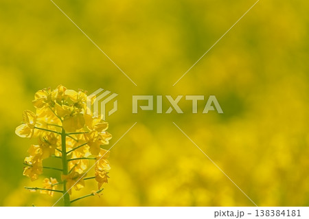 春を彩る菜の花とやわらかな黄色の背景 138384181