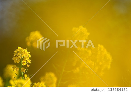 やわらかな光に包まれた菜の花のクローズアップ 138384182