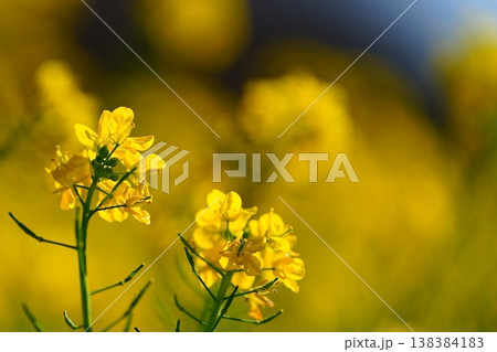 寄り添うように咲く菜の花の春の風景 138384183