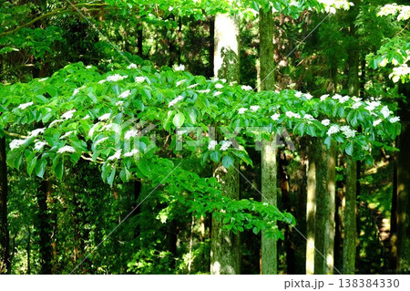 {神奈川県｝杉林に咲くミズキの花 138384330