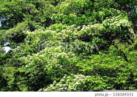 ｛神奈川県｝新緑の雑木林に咲くミズキの花 138384331